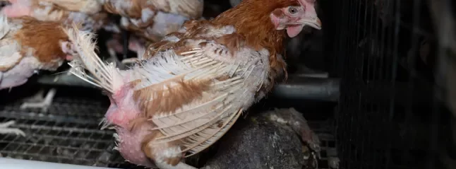 Hen perched next to a rotting hen